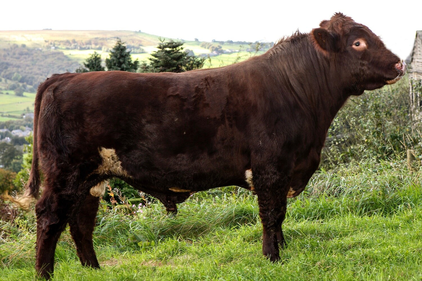 STONEYROYD JACOBITE MATRIX P