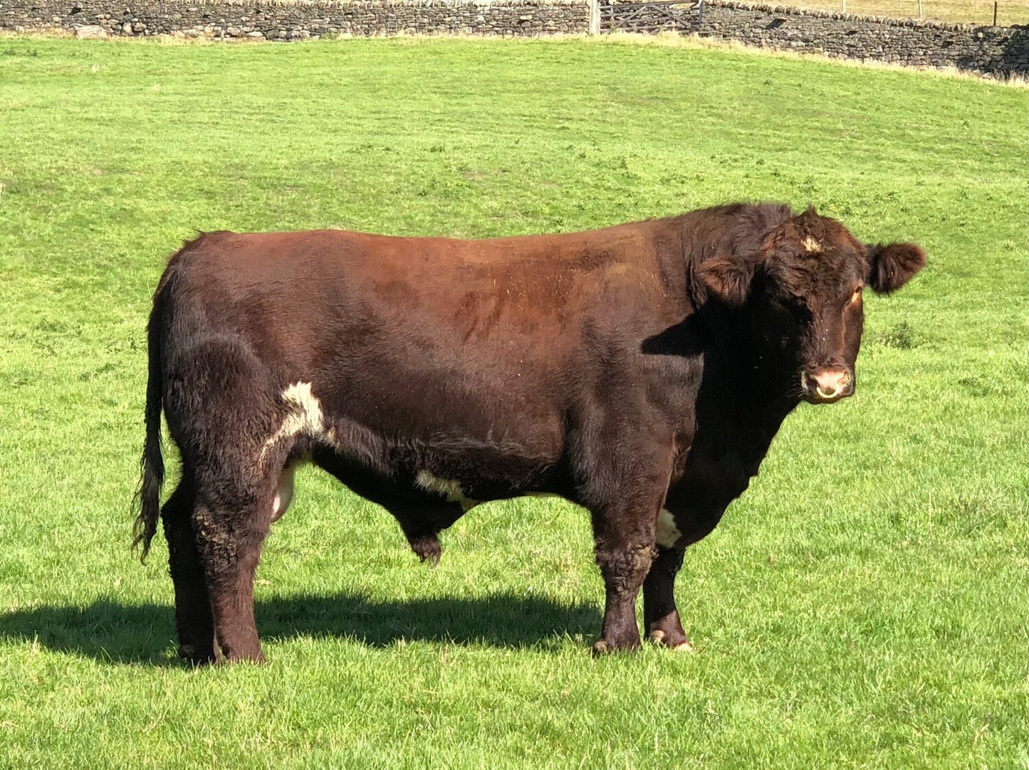 STONEYROYD JACOBITE MATRIX P