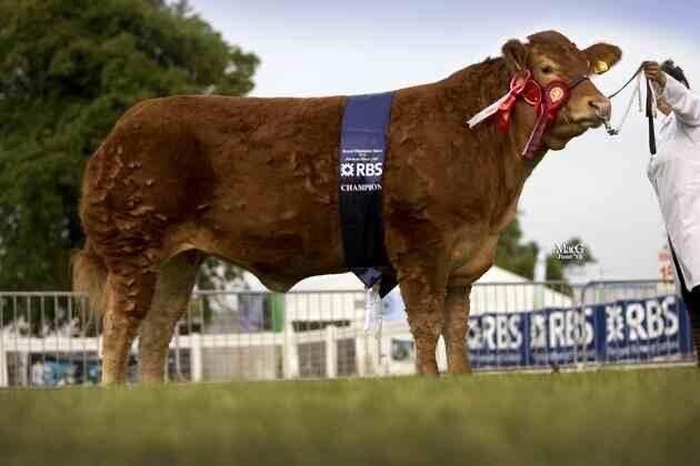 FOXHILLFARM TITAN