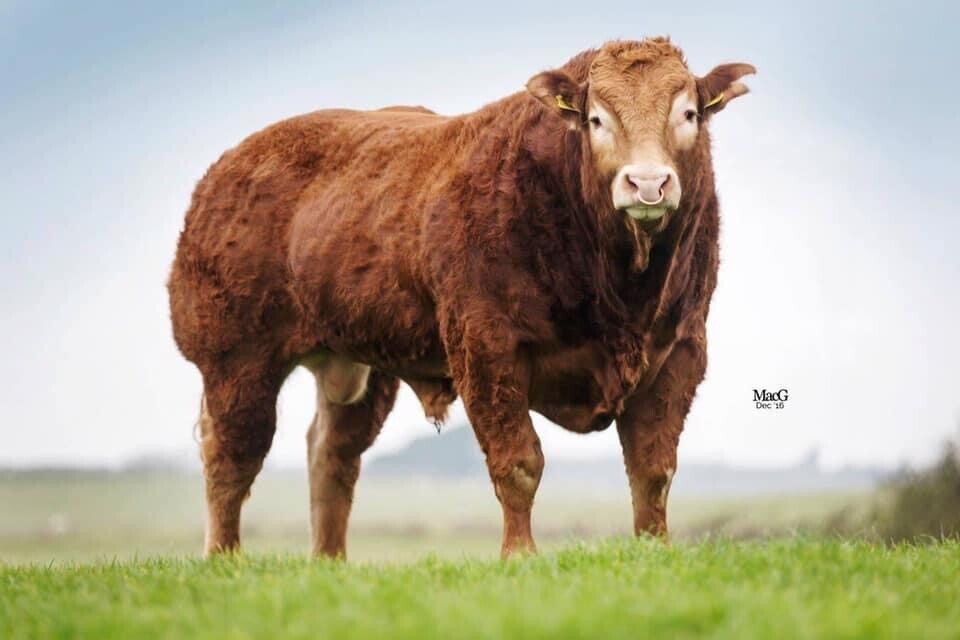 FOXHILLFARM TITAN