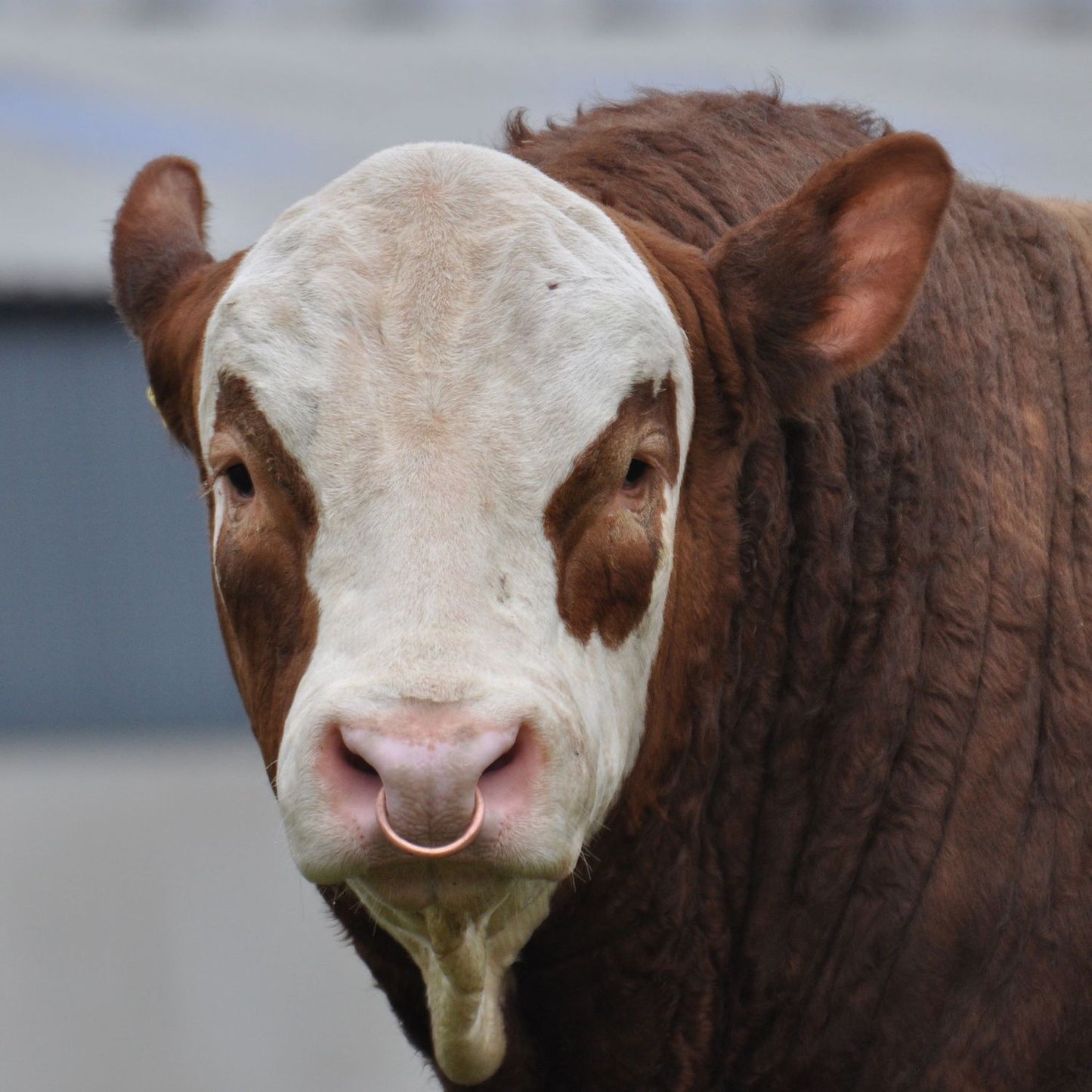 KILBRIDE FARM HANS PP