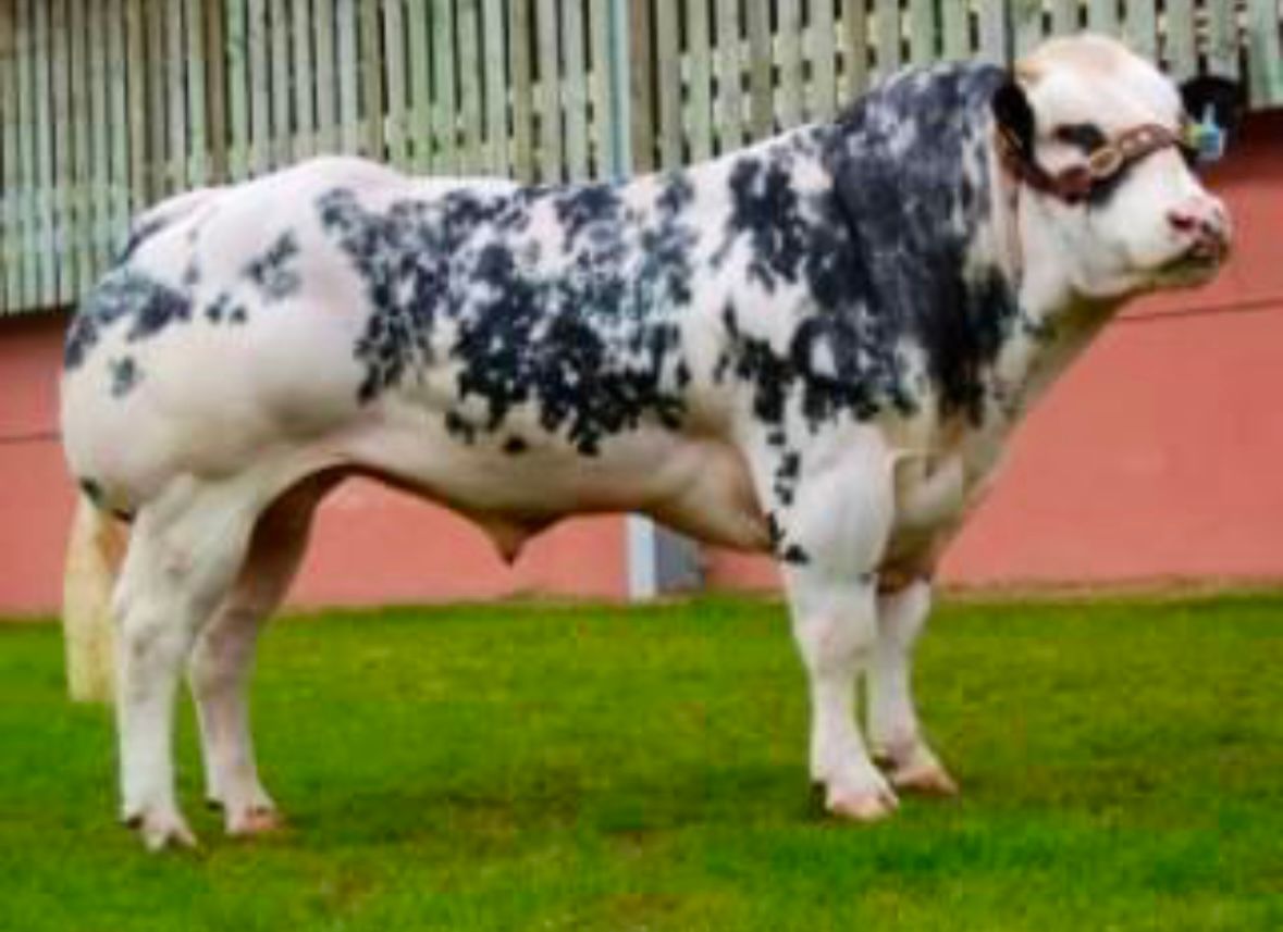 BLUEBELL CONOR