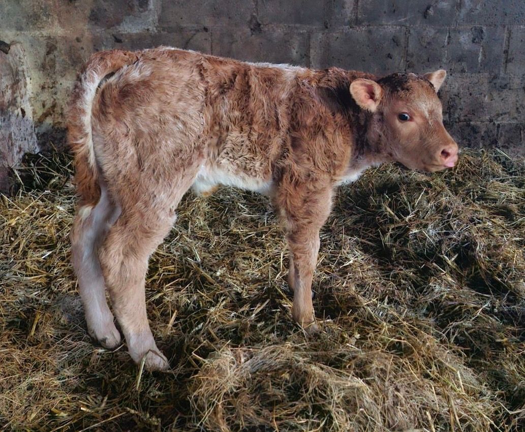 MILLERTIME TOPSPOT (FEMALE SEXED)