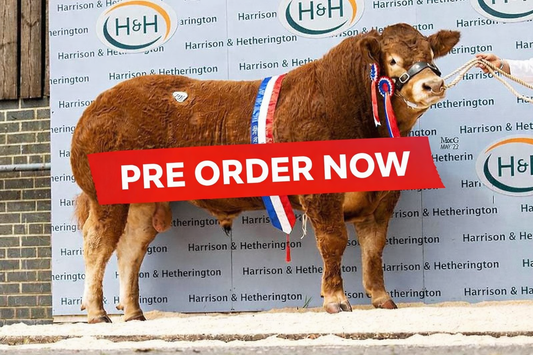 GRAIGGOCH RAMBO - (female sexed)