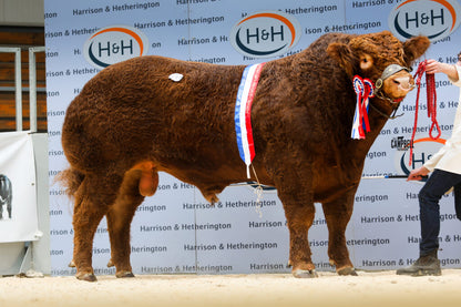 GOLDIES VICTORY (FEMALE SEXED)