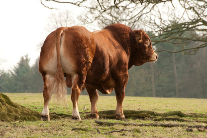 WILODGE CERBERUS
