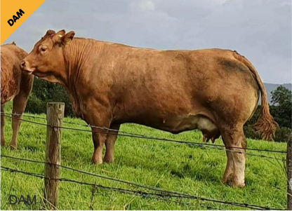 SLIEVE PABLO