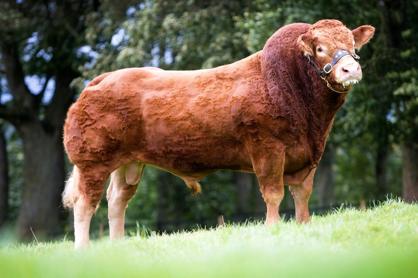FOXHILLFARM JASPER