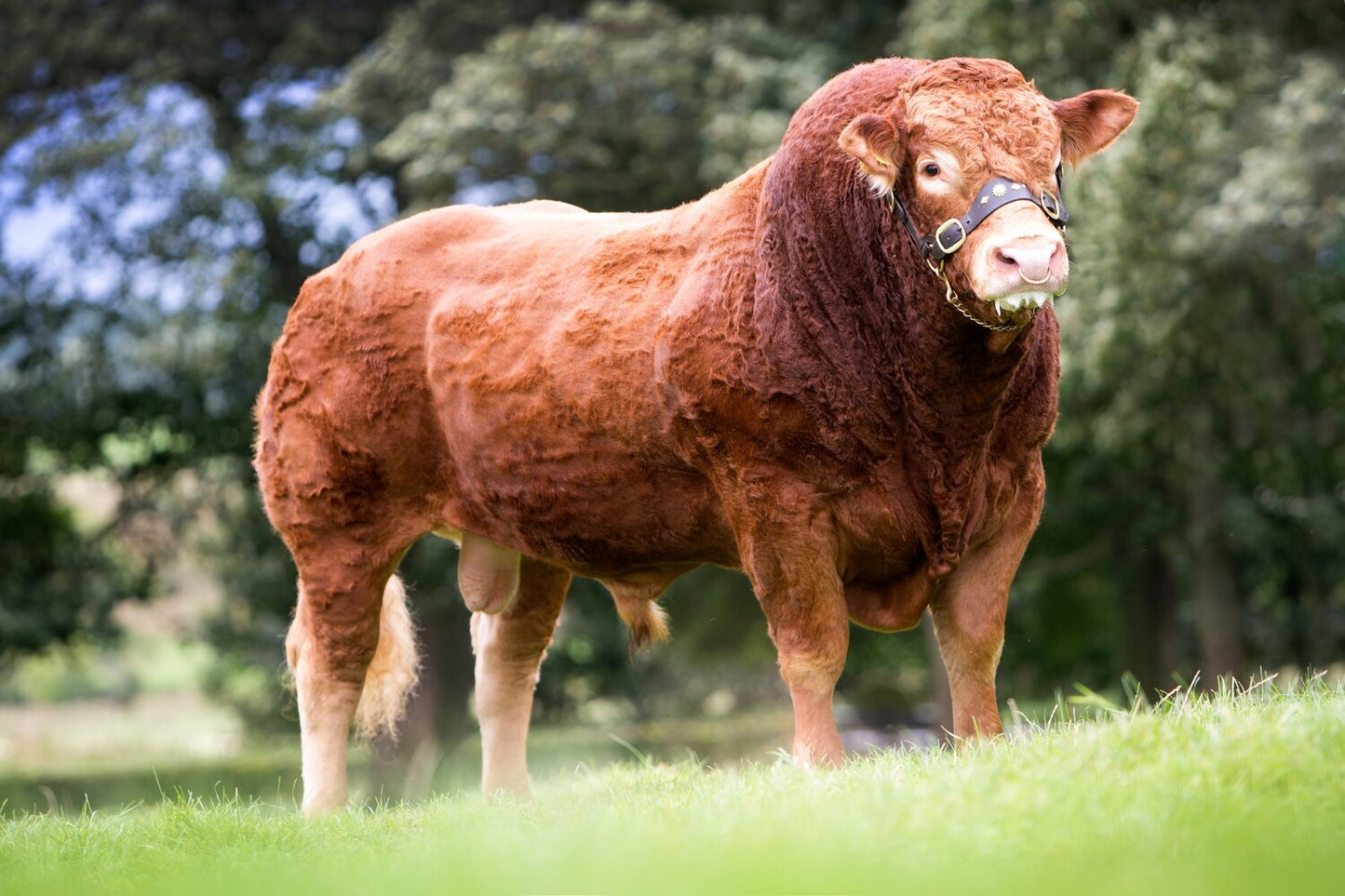 FOXHILLFARM JASPER