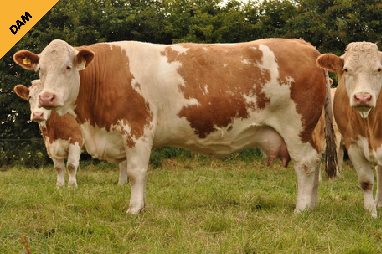 KILBRIDE FARM IVANHO 17 (PP)