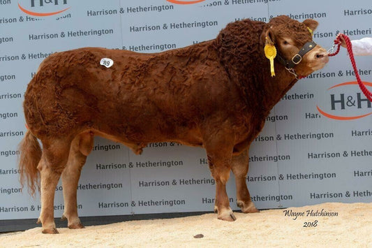 HUNTERSHALL NUTCRACKER