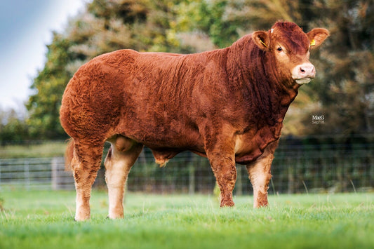 CARRICKMORE MAXIMUS