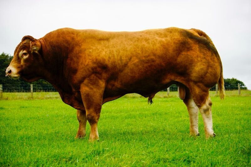 BARRONS MAJOR