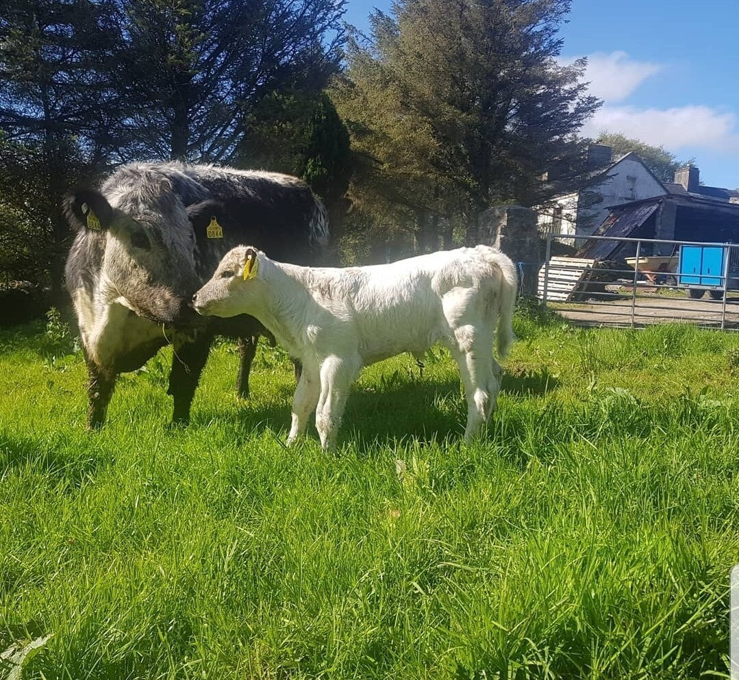LANMORE GOLIATH