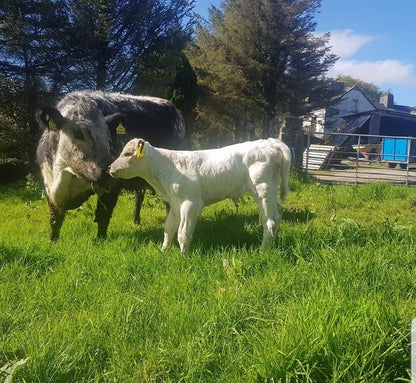LANMORE GOLIATH
