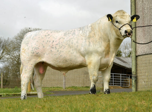 LANMORE GOLIATH