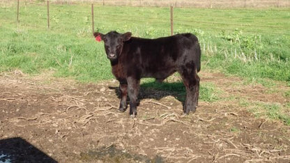 TEXAS ICEMAN R725 - (SEXED MALE SEMEN)