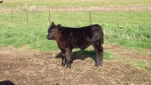 TEXAS ICEMAN R725 - (SEXED MALE SEMEN)