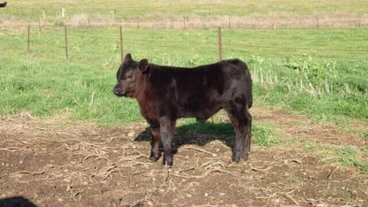 TEXAS ICEMAN R725 - (SEXED MALE SEMEN)