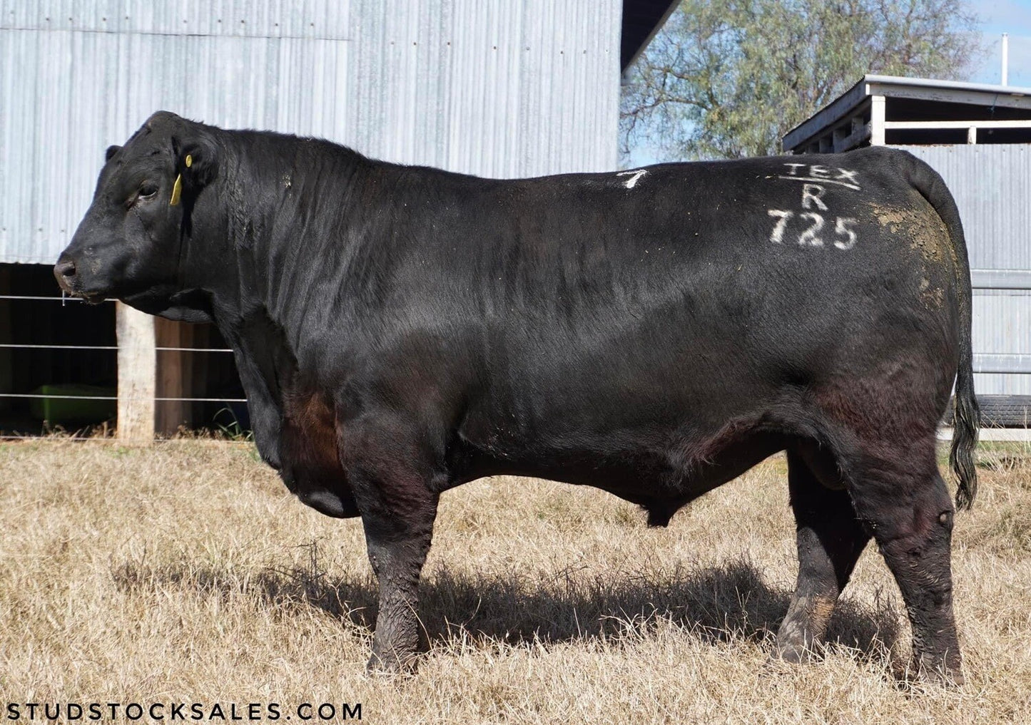 TEXAS ICEMAN R725 - (SEXED MALE SEMEN)