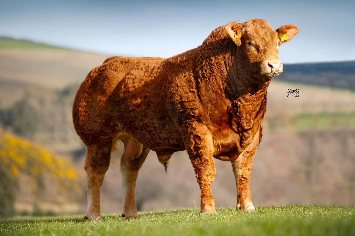 DEVERONVALE RAZZLEDAZZLE