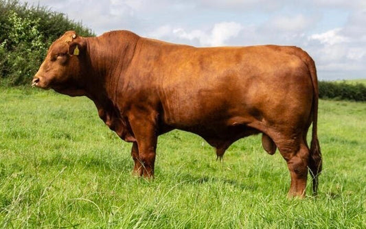 J R M RANGER