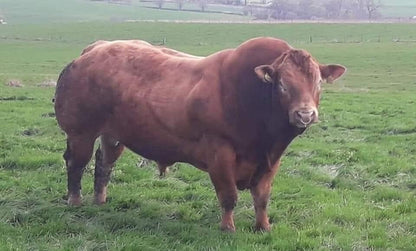 GREENSONS SENTINEL PP