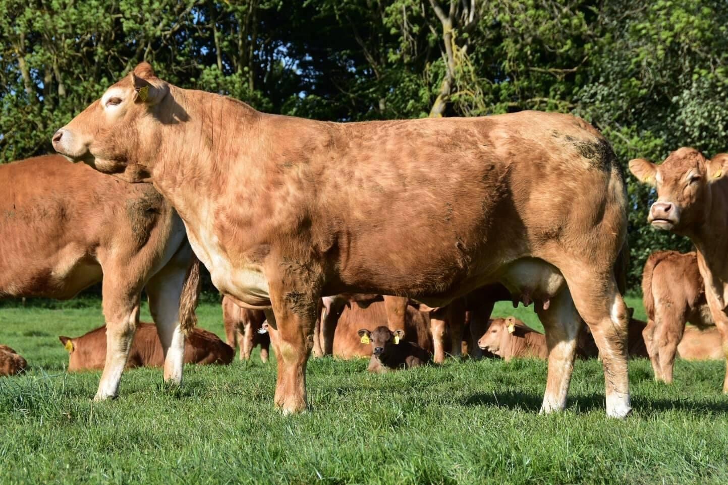 GREENSONS SENTINEL PP