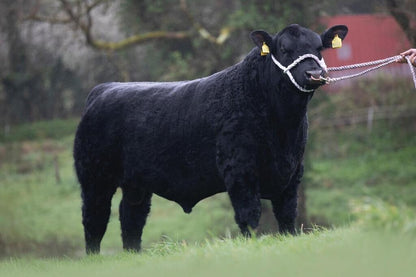 LAHEENS U BOSS HOGG