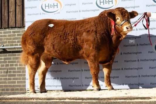 FOXHILLFARM TITAN