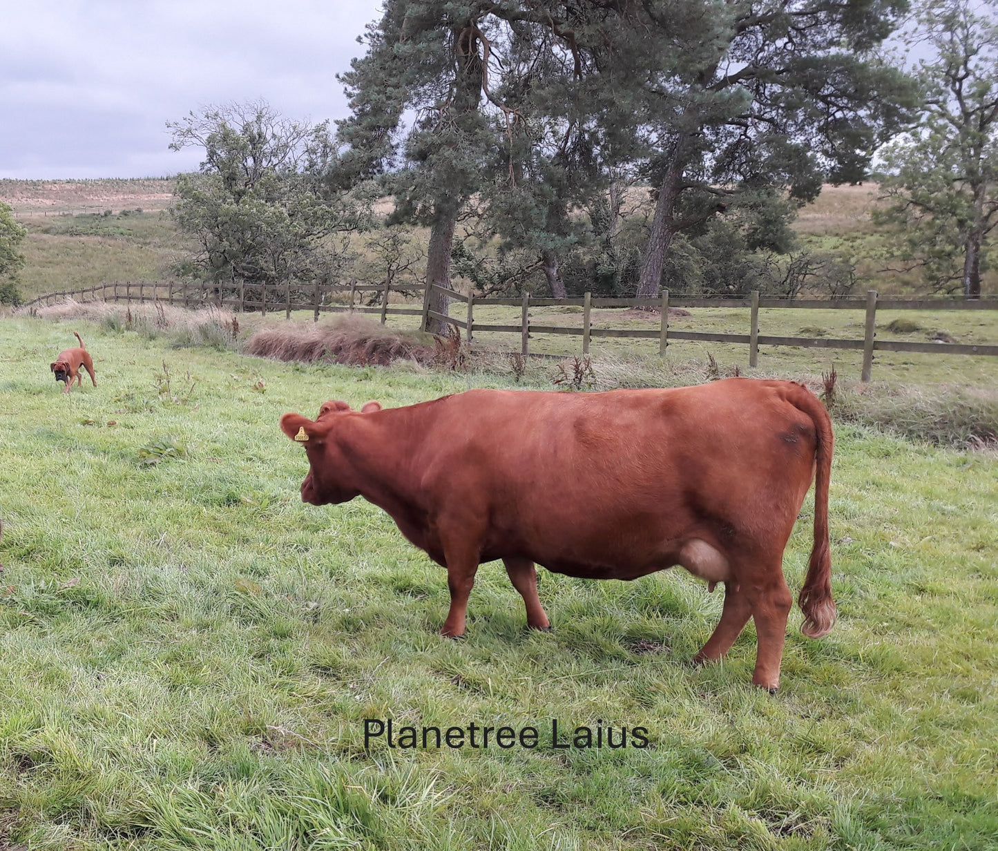 PLANETREE HADES EX94