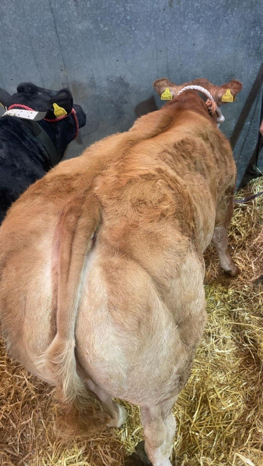 EMBRYO - GOLDY-HORN x (CHOICE OF SIRE)
