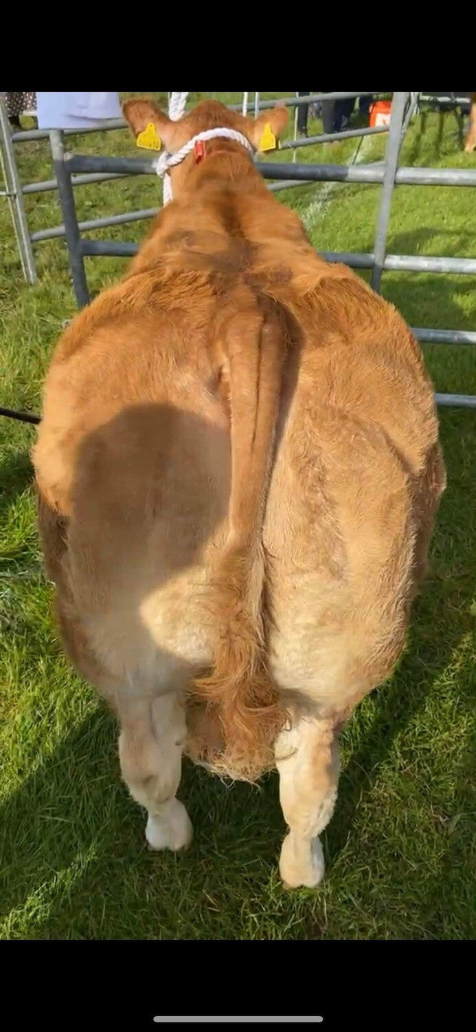 EMBRYO - GOLDY-HORN x (CHOICE OF SIRE)