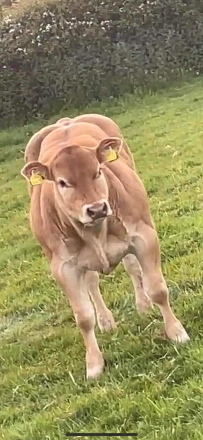 EMBRYO - GOLDY-HORN x (CHOICE OF SIRE)
