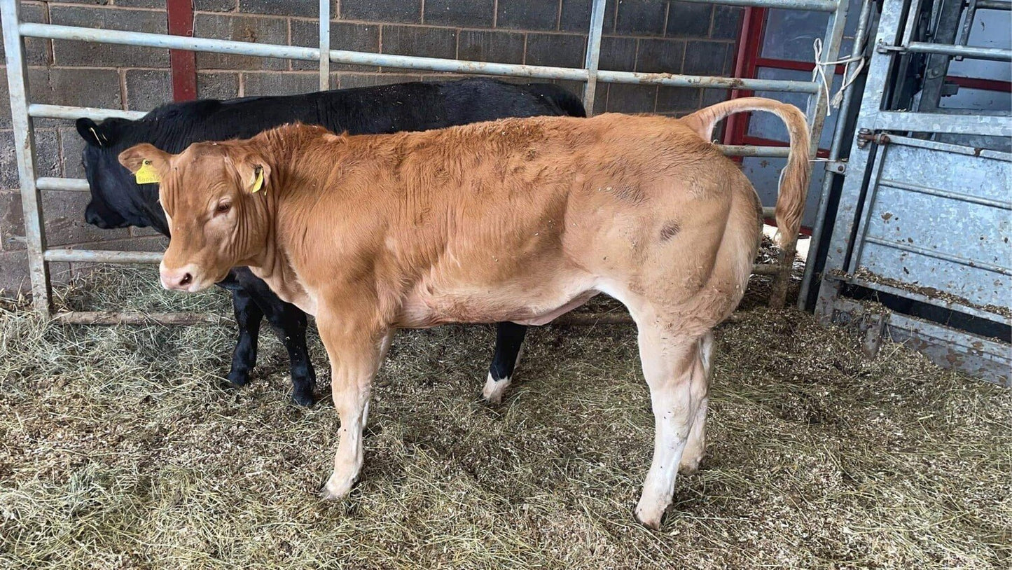 EMBRYO - GOLDY-HORN x (CHOICE OF SIRE)