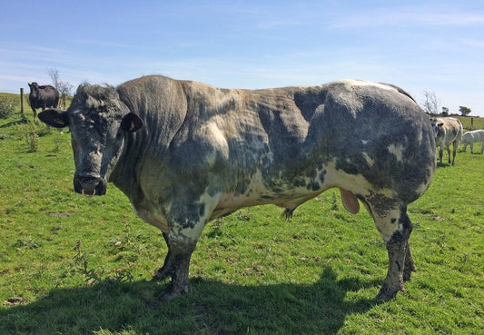 GREYSTONE KILO