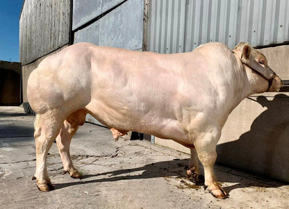 GREYSTONE KILO