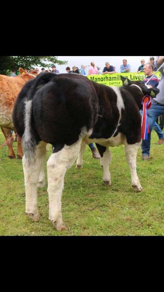 SOLWAYVIEW DYNAMITE