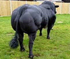 SOLWAYVIEW DYNAMITE