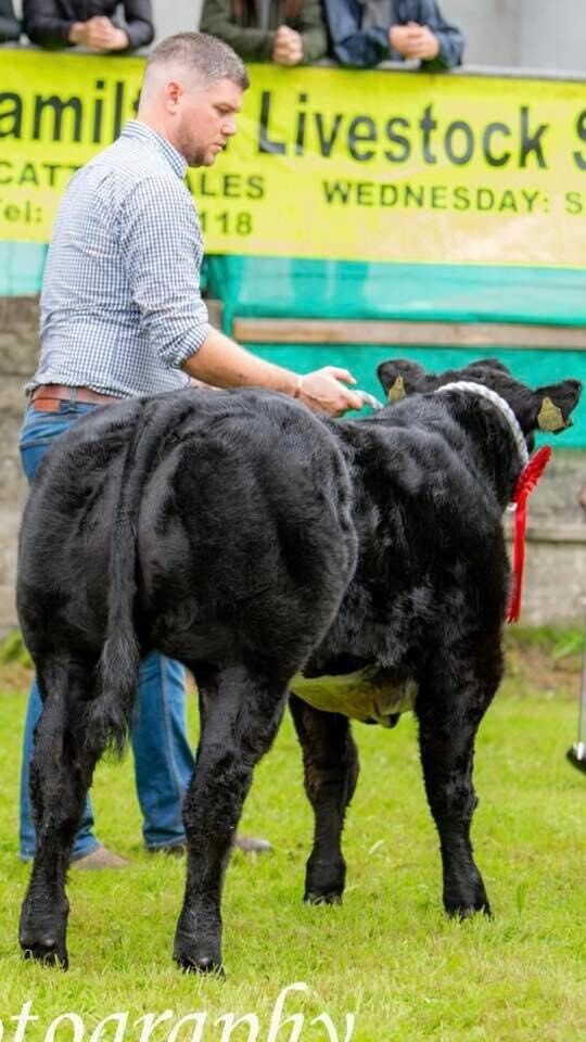 SOLWAYVIEW DYNAMITE