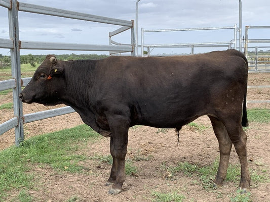 OLIVE GROVE WAGYU Q035 (F1 USE ONLY - ENQUIRE FOR FULL BLOOD USE)