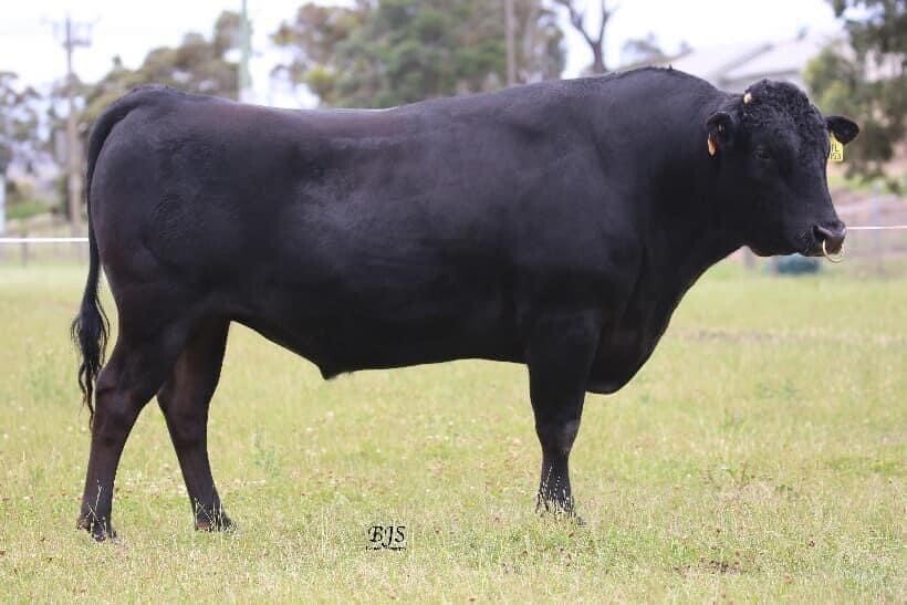 SUMO CATTLE CO MICHIFUKU L153 (F1 USE ONLY - ENQUIRE FOR FULL BLOOD USE)