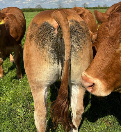 GREENSONS SENTINEL PP