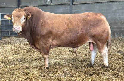 GREENSONS SENTINEL PP