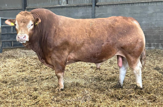 GREENSONS SENTINEL PP