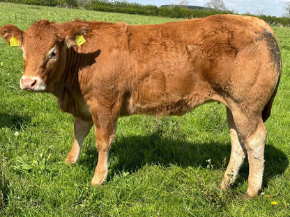 GREENSONS SENTINEL PP