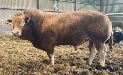 GREENSONS SENTINEL PP