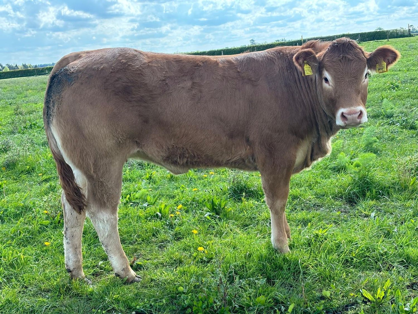 GREENSONS SENTINEL PP