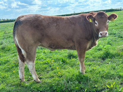 GREENSONS SENTINEL PP