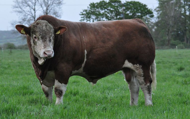 KILBRIDE FARM HANS PP